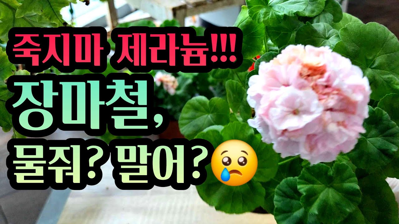 [4K] 한여름, 장마철 우리가 할 수 있는 제라늄 관리의 모든것, 7월 8월 제라늄 관리법, 제발 죽지마 제라늄! #제라늄 #pelargonium