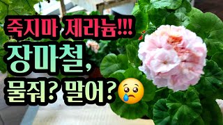 [4K] 한여름, 장마철 우리가 할 수 있는 제라늄 관리의 모든것, 7월 8월 제라늄 관리법, 제발 죽지마 제라늄! #제라늄 #pelargonium
