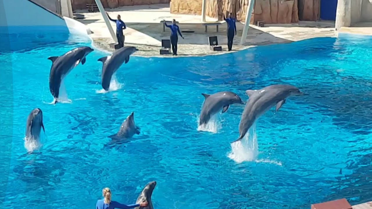 Parc Astérix : spéctacle des dauphins 🐋🐋🐋🐋🤩🤩🤩🤩🤩