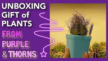 UNBOXING Cactus Plants from PURPLE & THORNS | Cactus & Succulent Gifts |JULY 2021