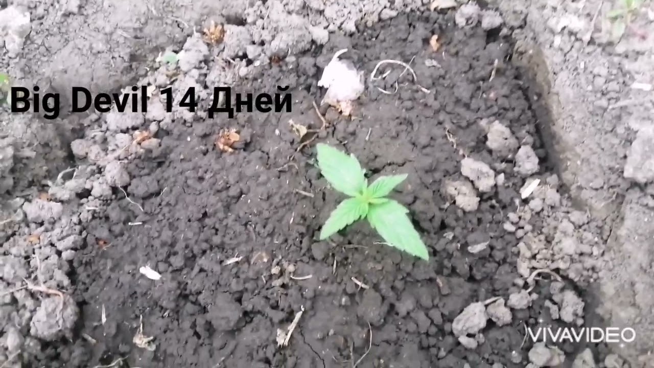 "Outdoor 3" Big Devil VS Early Skunk. Всех с началом сезона😁. АУТ 2021