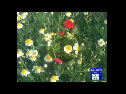 موسيقى امازيغية صامتة