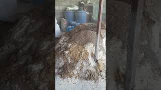 Cara Bikin Konsentrat Sapi Pedaging