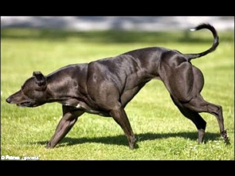 Le Chien Le Plus Musclé Au Monde