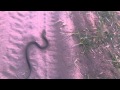 viper snake/Змея гадюка на волге