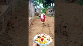 Unlikely friends: a Calf and a Golden Retriever Share Biscuits! 🐶🐮 #shorts #youtubeshorts #calf #dog