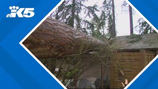 Tree falls on Edmonds home