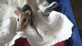 PAWSSC.com  Hear the sounds that a baby Virginia Opossum makes to call it's mom