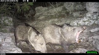 Texas Javelina Playing And Vocalizing
