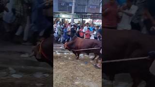 পাগলা #cowbd #cow #2026 #gorupagla #bdcow #qurbani #youtube #eid #goru
