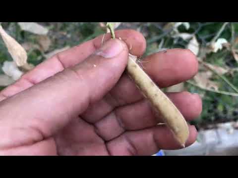 Video: Zachraňovanie semien zo sladkého hrášku – Ako môžem zbierať semená sladkého hrášku na pestovanie