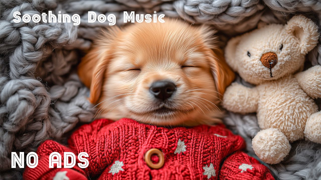 12 часов успокаивающей музыки для собак 🐶🌸 Глубокий сон и снятие стресса 🎶 Мелодии для тревожных