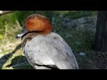 Voyage au parc des oiseaux