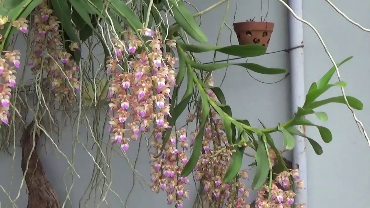 Lan Giáng hương 2017 YouTube