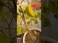 2nd Harvest #starfruit #garderning #terracegarden #fruit #rooftop #viral #trending #ytshorts #nature