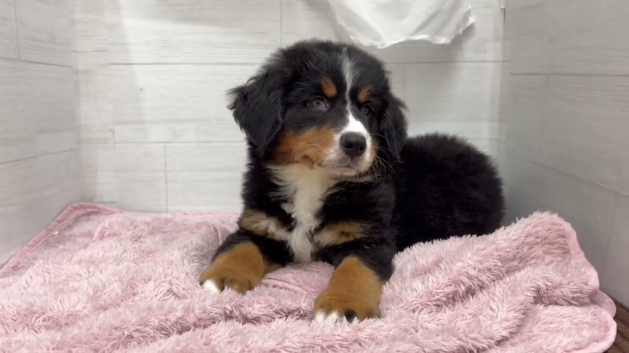 No.204607 バーニーズマウンテンドッグ】ペットショップ犬の家猫の里
