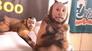 Capuchin Monkey Sunday Funday! (PLAYROOM & BROTHERLY LOVE)