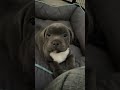 Il en reste un à l’adoption 😔