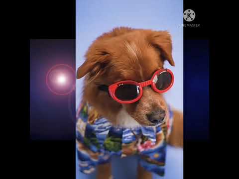 Funny pets-Funny moments of this pets - YouTube