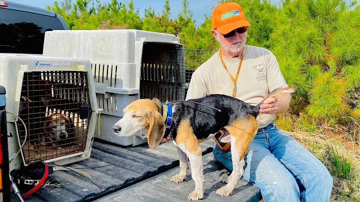 Rabbit Hunting With NC Pioneer, Mr. Joe Wingate | ...