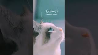 الله نور السماوات والارض 