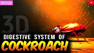 DIGESTIVE SYSTEM OF COCKROACH CLASS 11/NEET || 3D ANIMATION ||