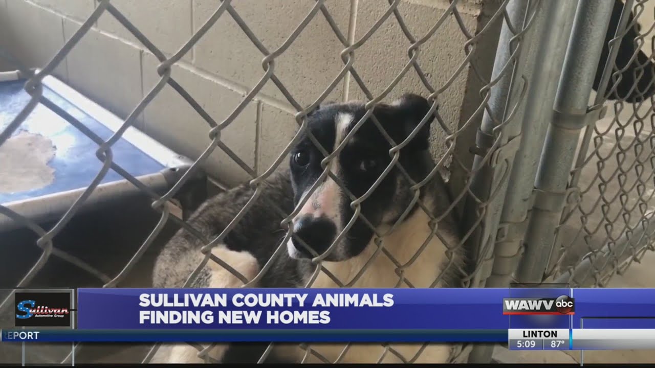 sullivan county animals finding new homes - YouTube