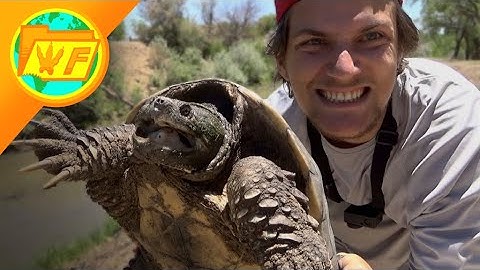 Catching a Snapping Turtle BAREHANDED