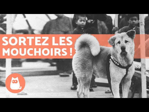 Vidéo: Akita Inu japonais: l'histoire de Hachiko, le chien fidèle