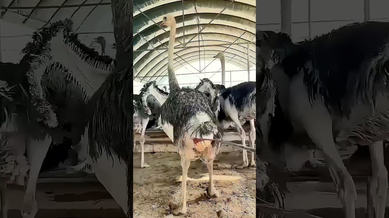 Help the ostrich lay its eggs smoothly