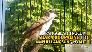 Trucuk BETINA memanggil Jantan Suara Birahi Ngecuplik 100% pancingan trucukan gacor agar BUNYI EMOSI