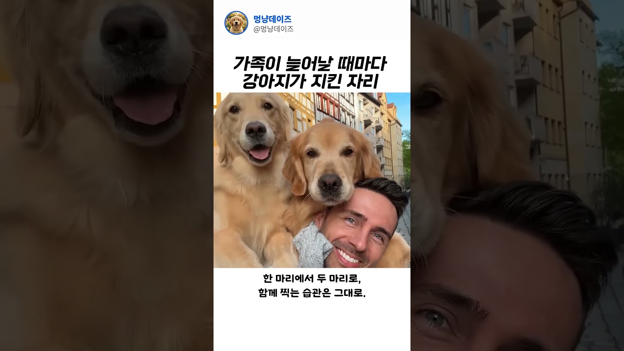가족이 늘어도 지킨 강아지 자리#Shorts #골든리트리버 #강아지성장일기 #가족사진 #힐링영상 #댕댕이