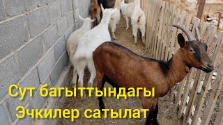 ЗААНЕНСКИЙ/ЧЕШСКИЙ/АЛЬПИЙСКИЕ ПОРОДА ЭЧКИЛЕР САТЫЛАТ