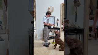 How To Get Your Dog To Heel Without Treats? (THIS IS VERY EFFECTIVE) #dogs #dogshorts