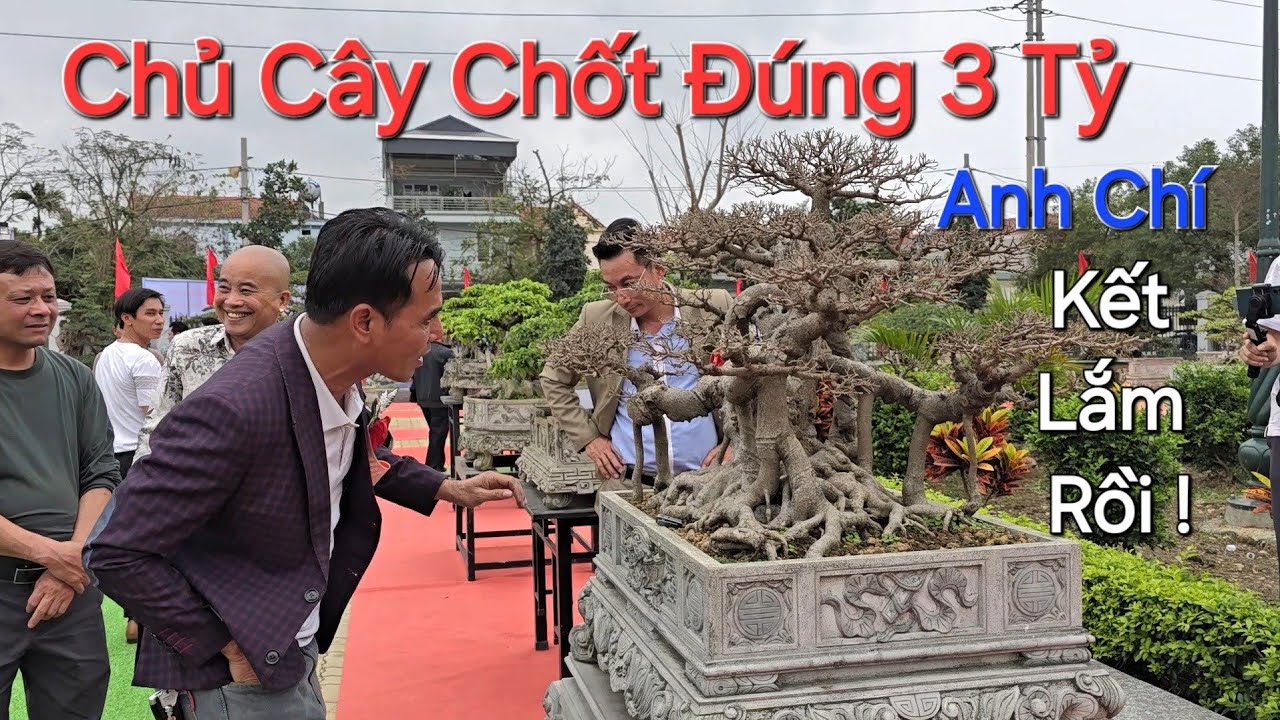 N..Ổ CÂY LIÊN TIẾP - chủ Cây đòi ĐỦ 3 TỶ anh CHÍ * KẾT LẮM RỒI * nhưng liệu có xong không ?