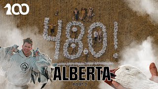 480 Birds in 90 Minutes! Alberta (Part 2)