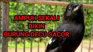 Rahasia cara merawat burung decu agar gacor