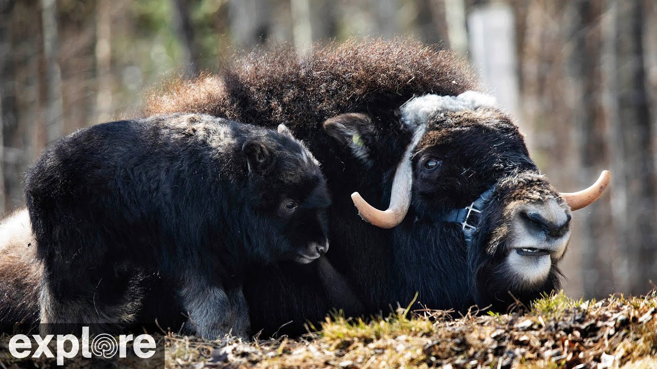 Hell Yeah, There's a Musk Ox Cam