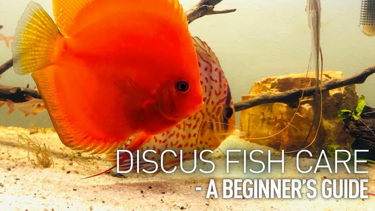 #DISCUS #FISH CARE - A #BEGINNER’S GUIDE - YouTube