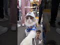 our first#😯v-long.. out#exploringI.#👌#thatli🎠ttl🐴🐮epuff#🧐#puffatzoo#video #shorts #viral #cat 🐱#the