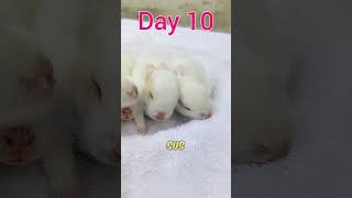 Los Primeros Días De Conejos