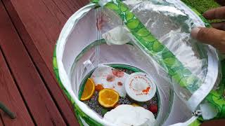 Butterfly release 2016