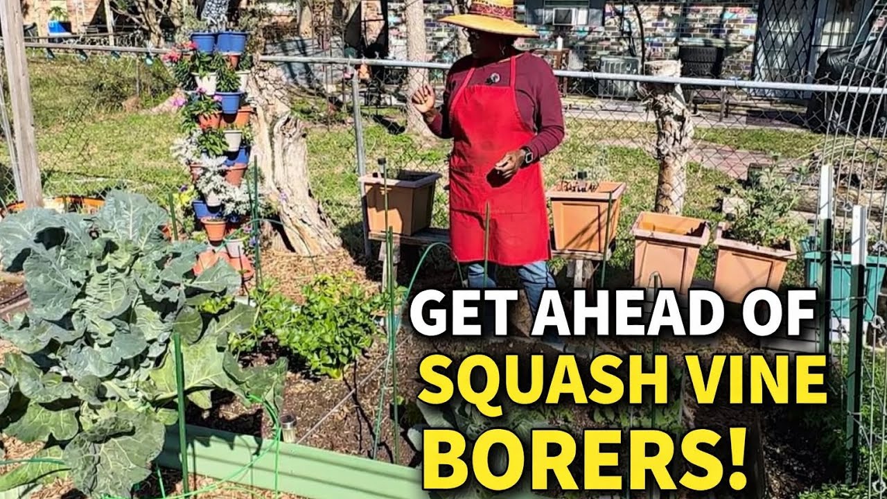 Давайте посадим эту тыкву‼️👩🏽‍🌾