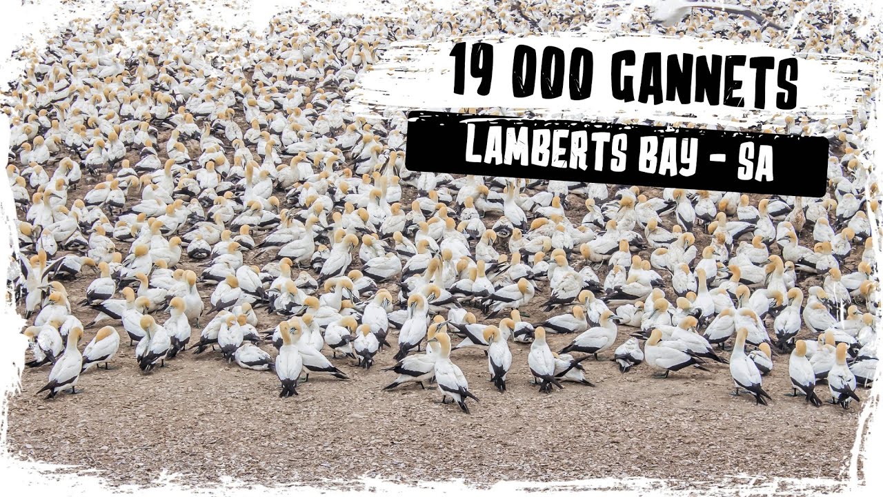 Lamberts Bay - South Africa