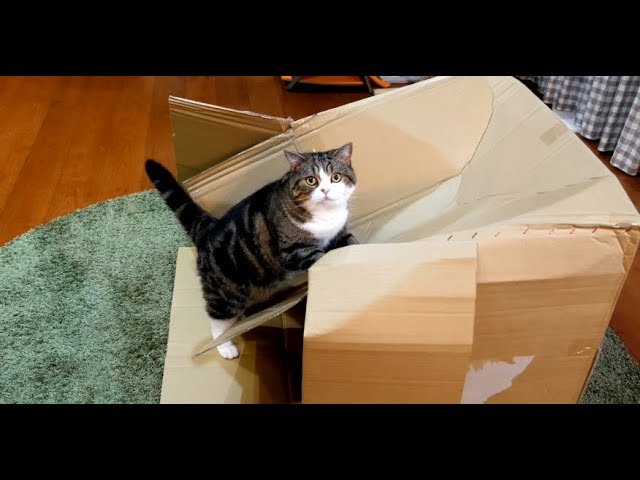 どうしても乗りたいねこ。-Maru wants to get on the box by all means.-