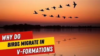 Why Do Birds Migrate in V-Formations