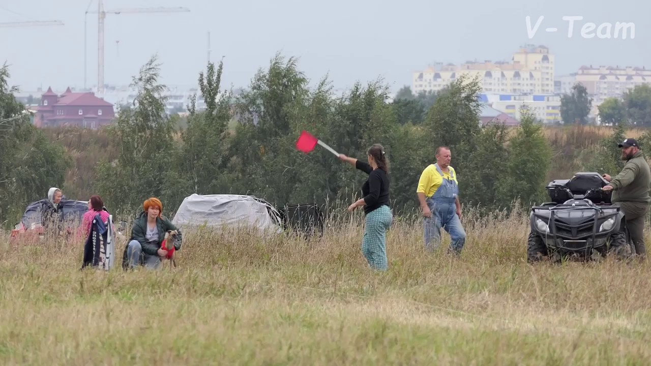 Уиппет LIFT ME UP. ЧР - 2017