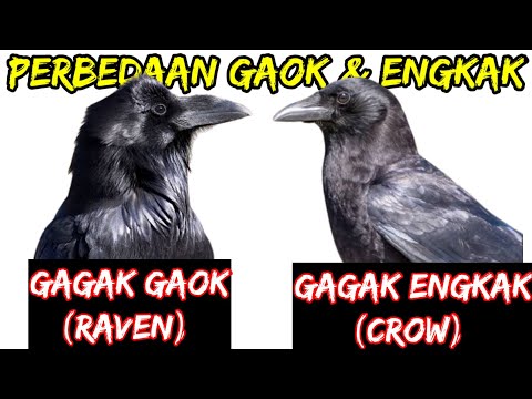 Video: Apa itu kaki gagak?