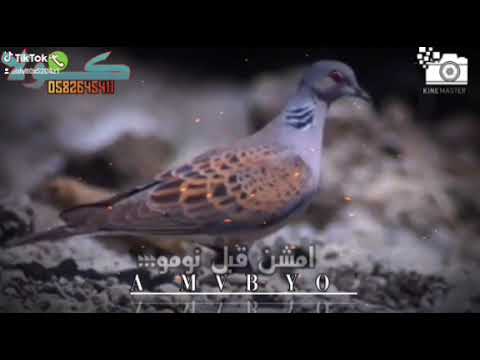 حالات واتس عجييه طيرن يا قماري