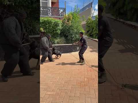 Rottweiler bite
